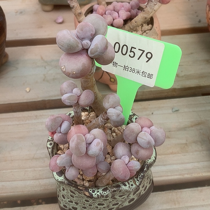 00579，不去吗咯无阿璐璐