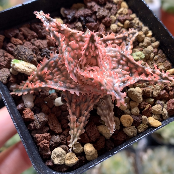 实生圣诞芦荟带盆土