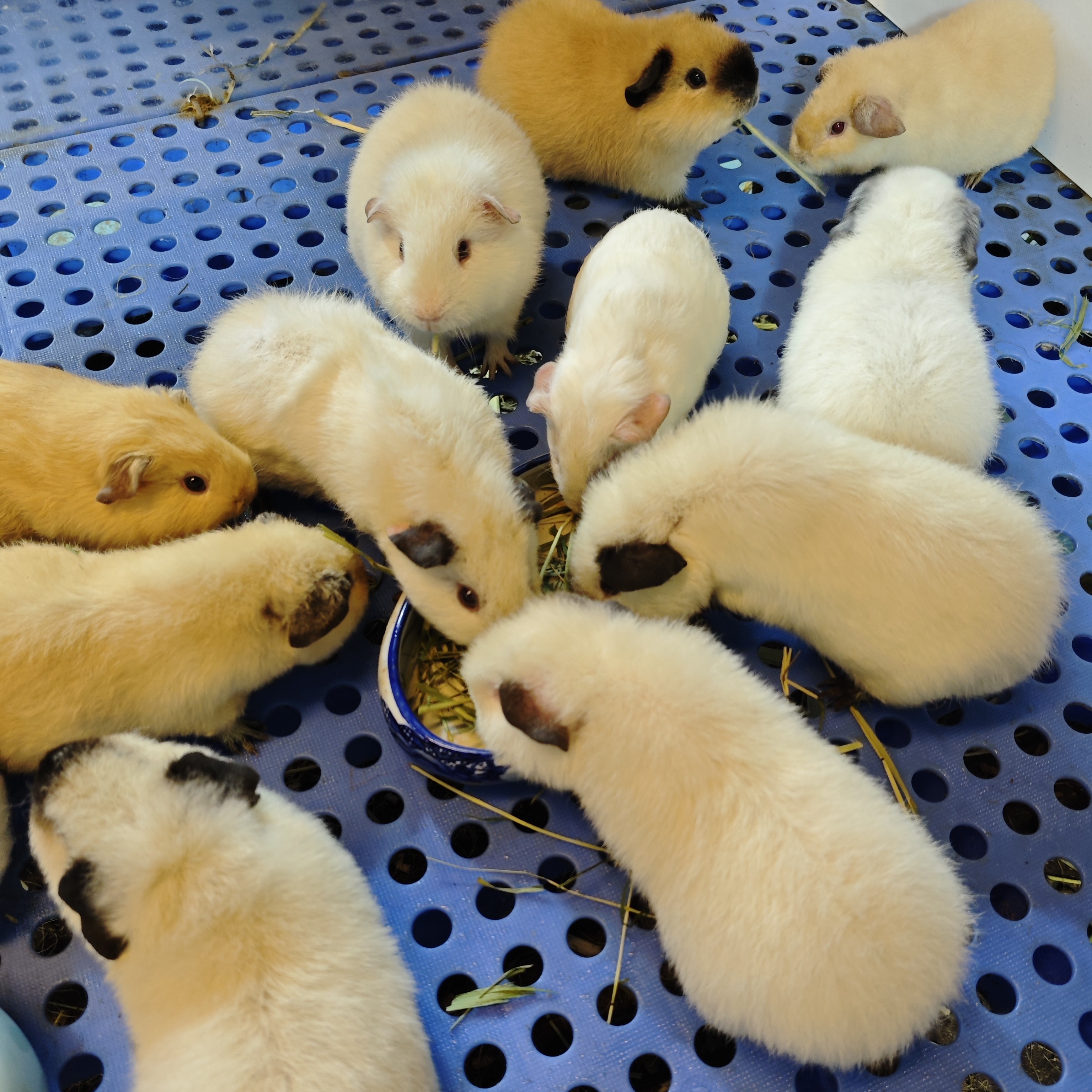 宠物豚鼠荷兰猪直播间挑选