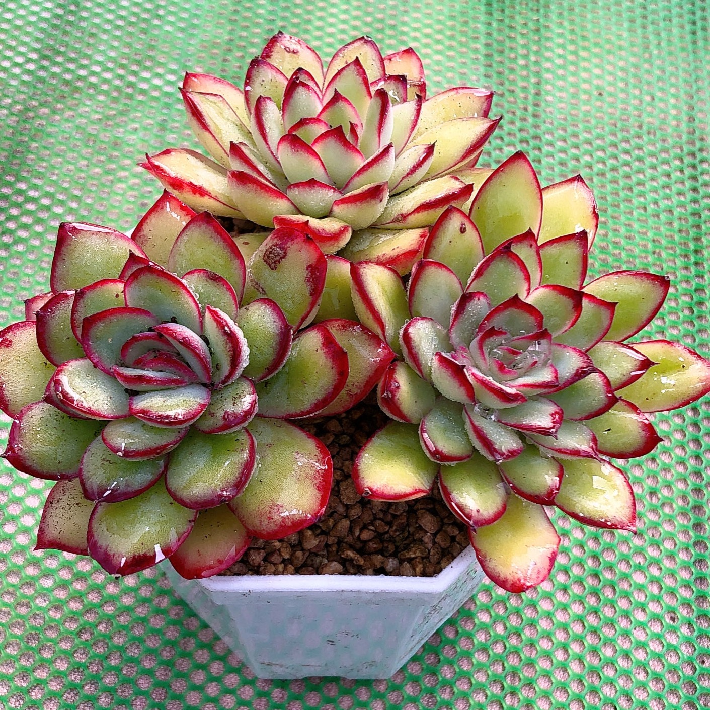 多肉植物灵隐三颗送八角盆土32