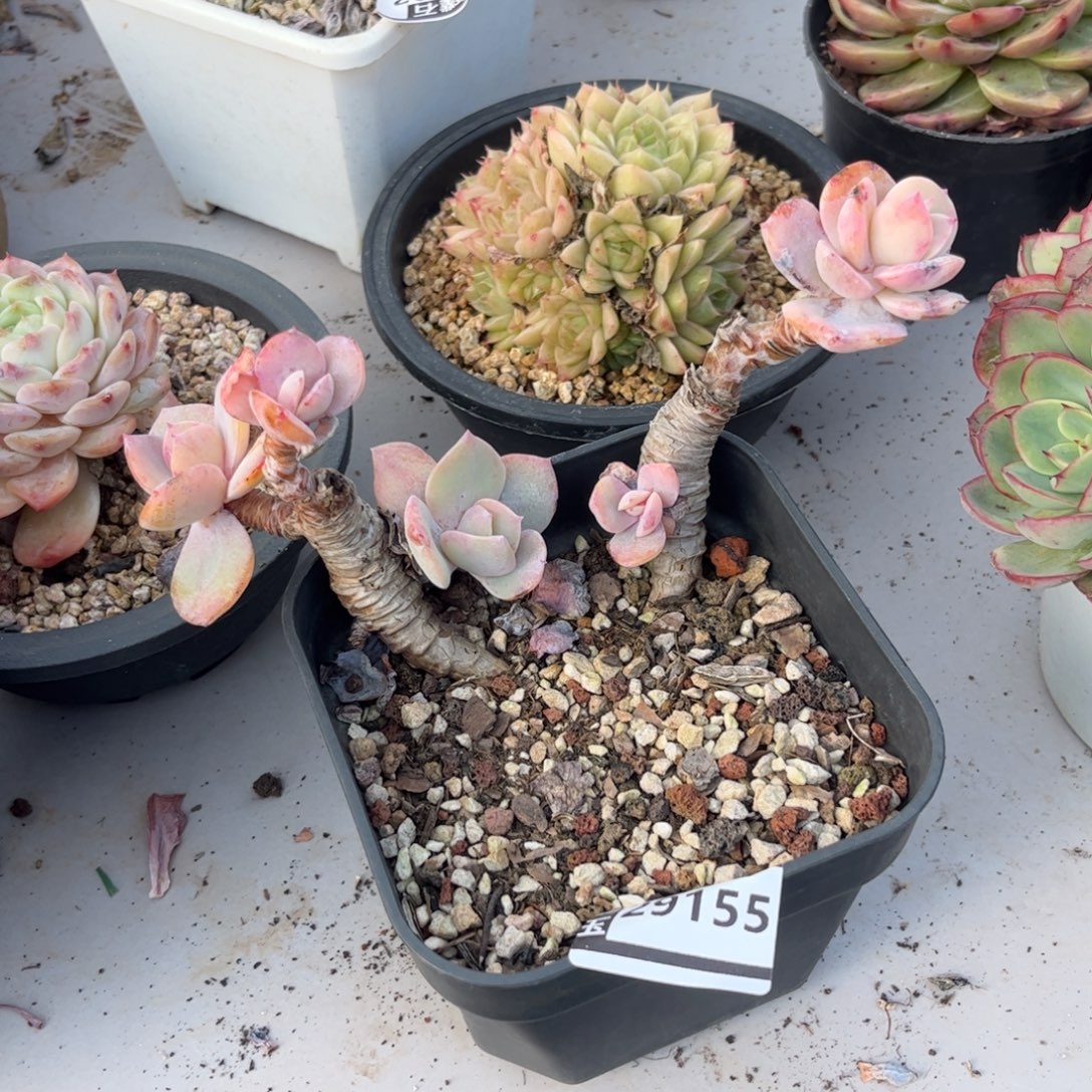 白凤瑕疵多肉植物29155