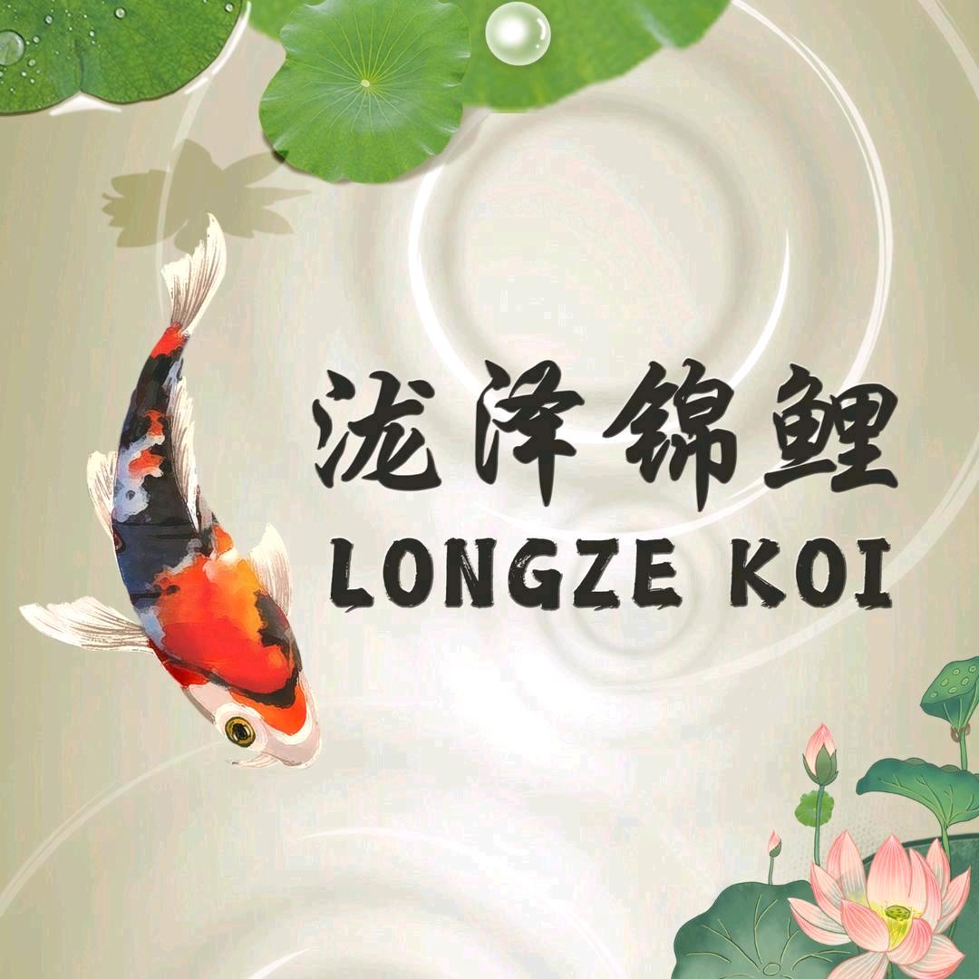 泷泽锦鲤昭和30白写10绯写10尾 15公分