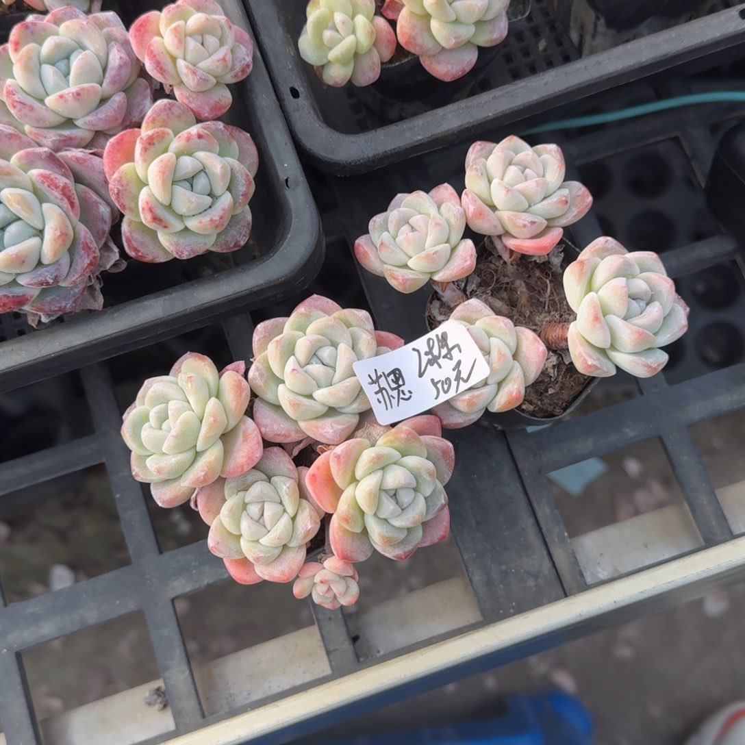 苏*苏思冰玉2棵4头50元