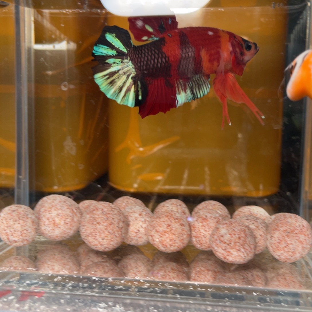 斗鱼12.30 巨斗 082