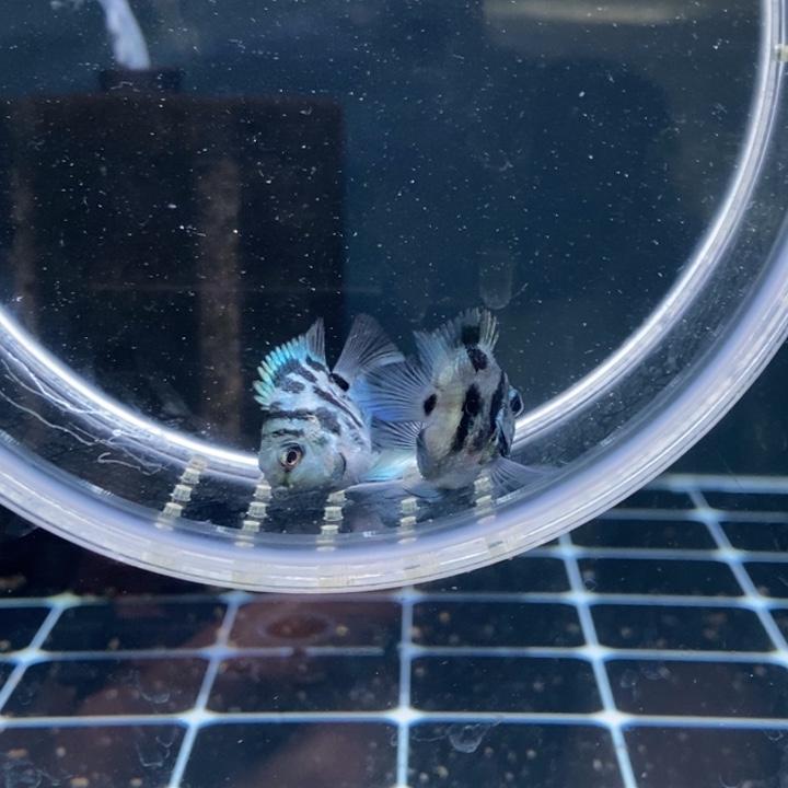 鹦鹉鱼公鱼黑尾娃娃脸宝蓝一对