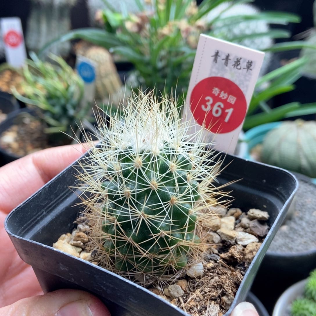 实生狂刺球一颗仙人球3.2cm