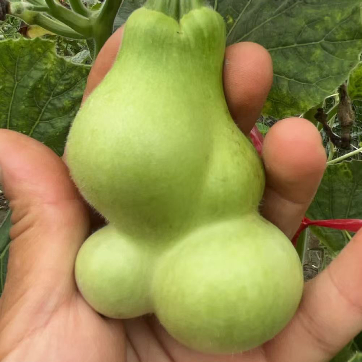 都是自家种植的葫芦