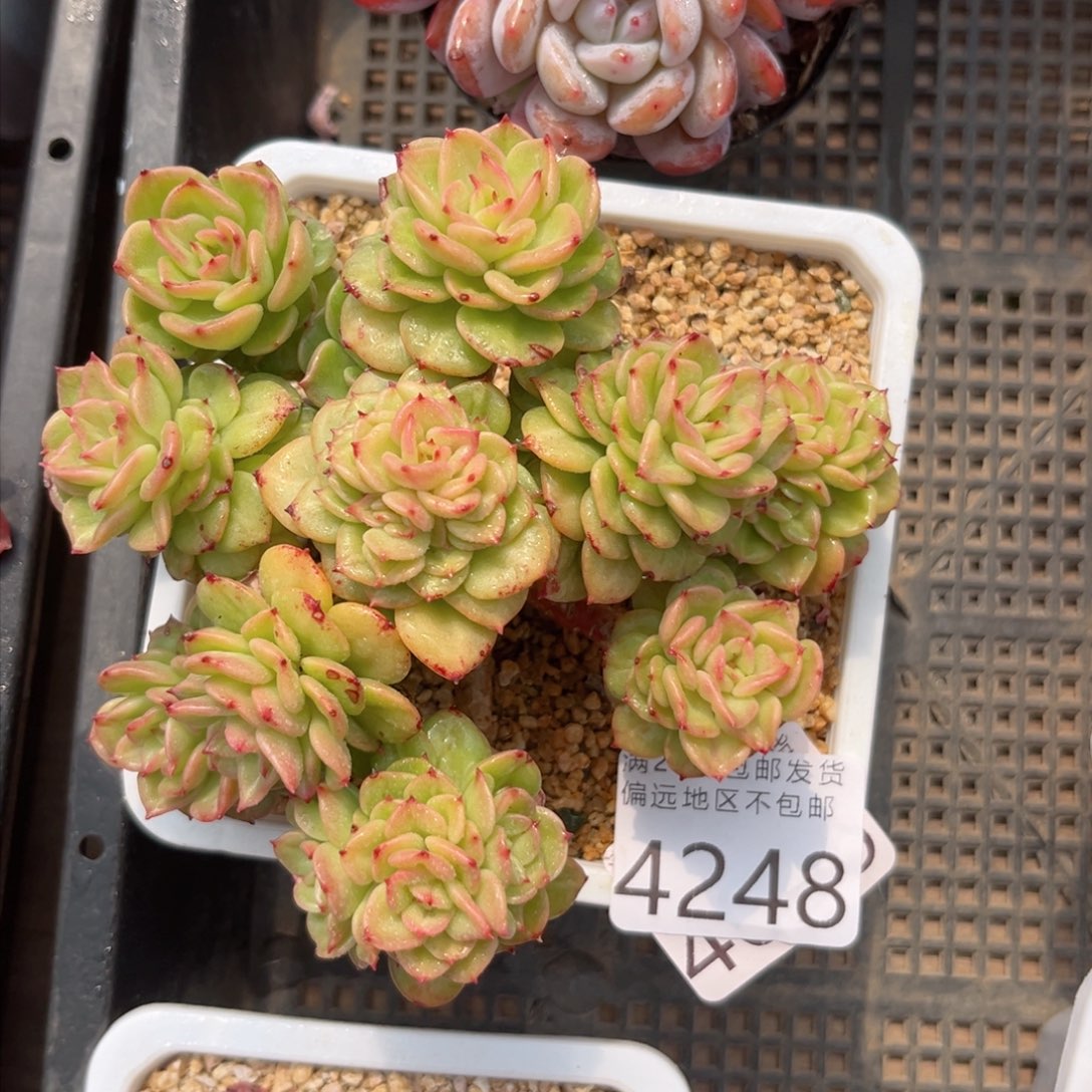 L**y大4248，b v n j k k k l l