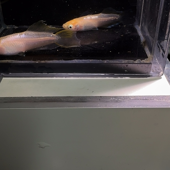 青鳉鱼一物一拍364