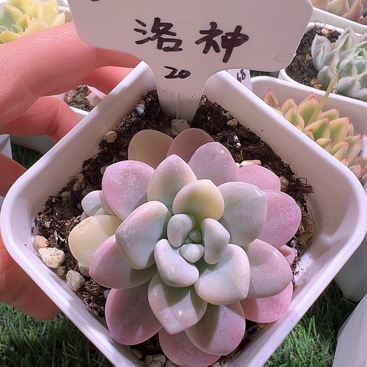 洛神锦多肉植物锦