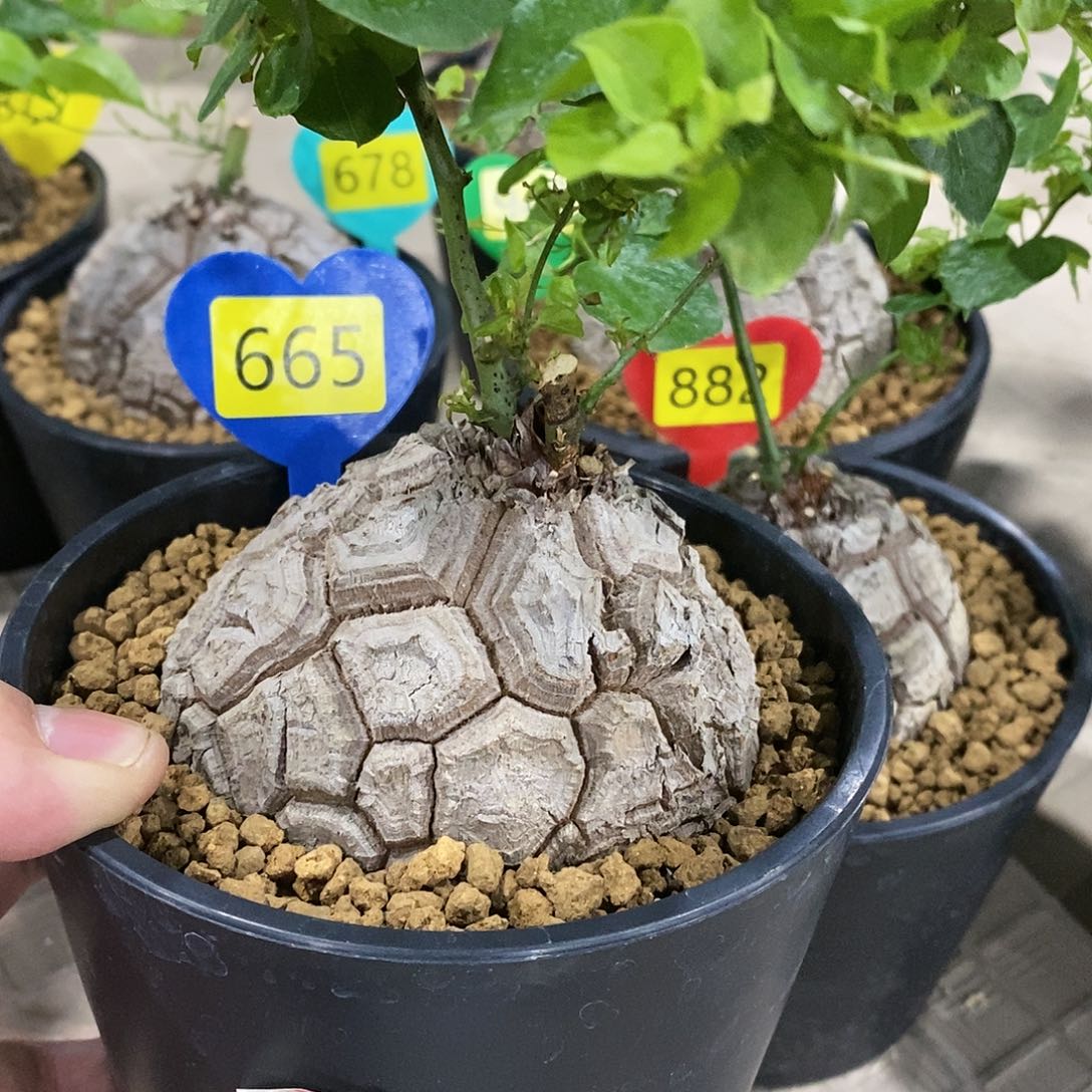 南非龟甲龙龟甲龙