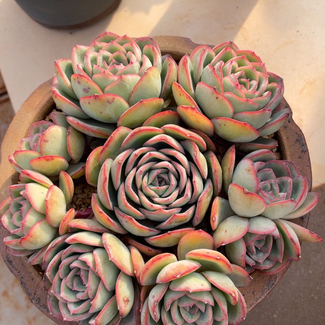 晨露有砍多肉多肉