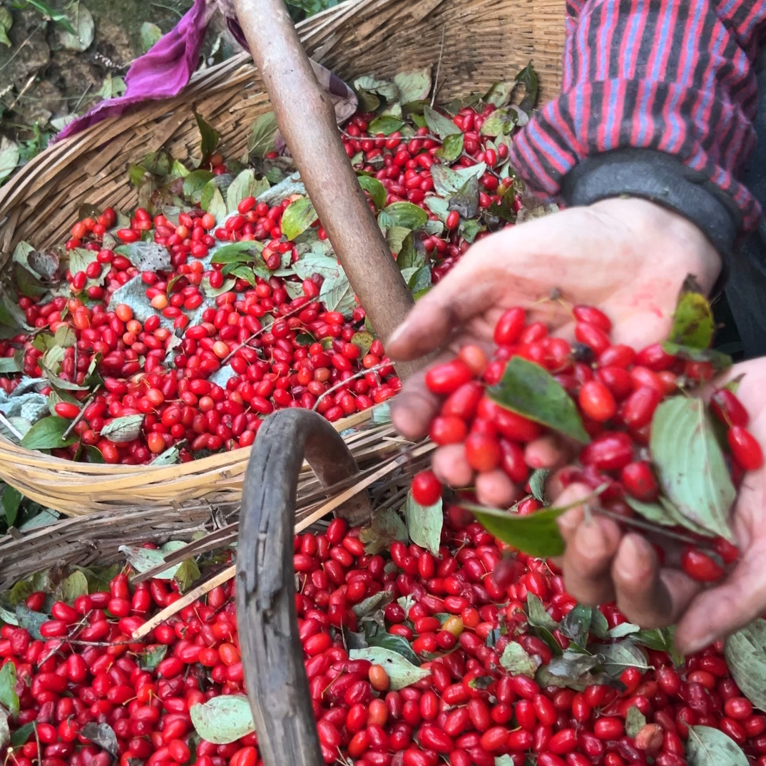 高山枣皮山茱萸精选大果肉厚饱满无硫