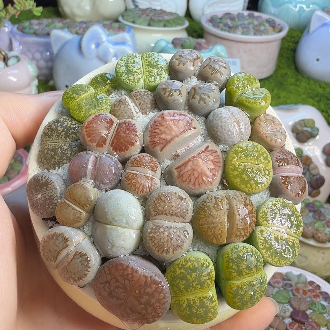 多肉植物的生长发育563