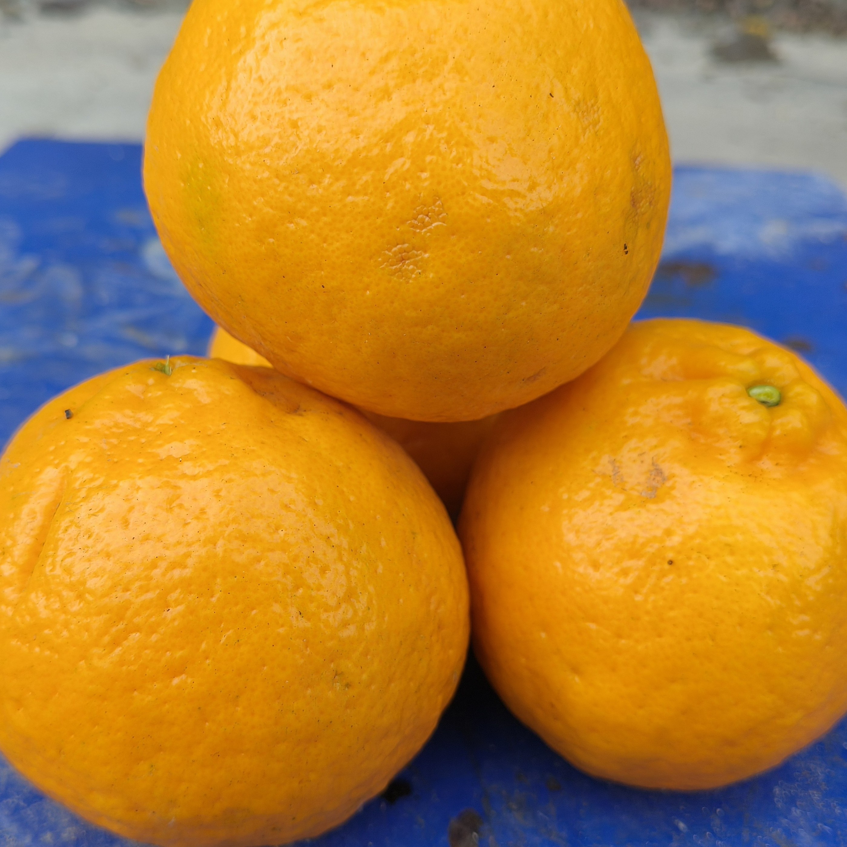 贵州省纳雍县化作乡野鸡落纯天然碰柑12 月盛产期（七分甜三分酸）