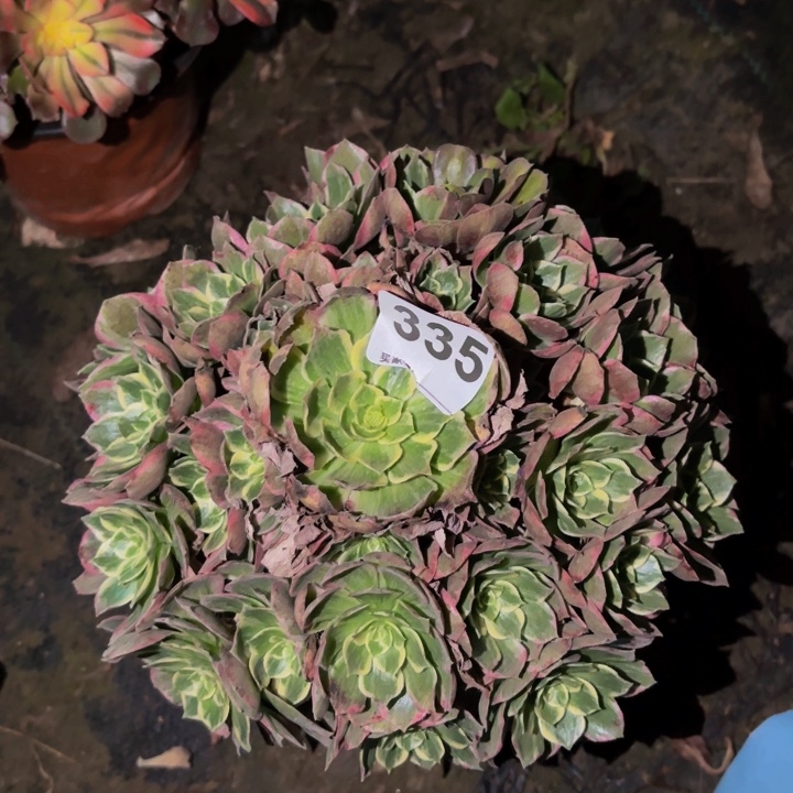 335粉海王多肉植物不售后