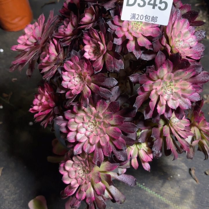 瑞妈一物一拍345