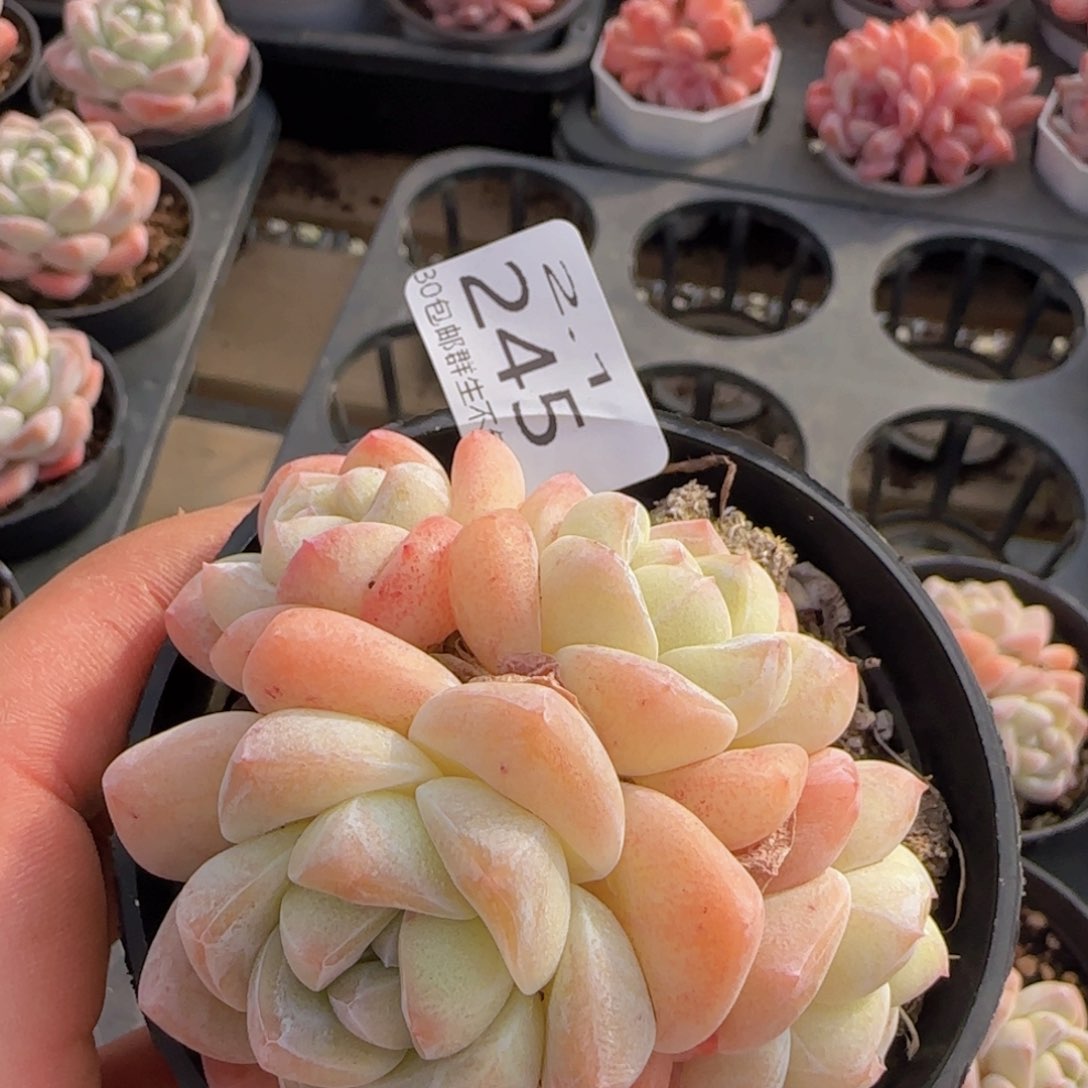 四头冰玉老桩一颗脱土