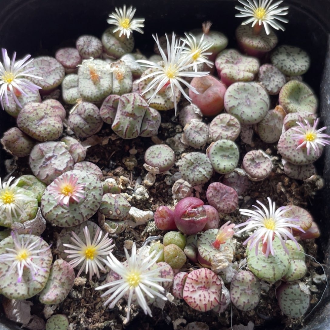 大盆特价一物一拍～10