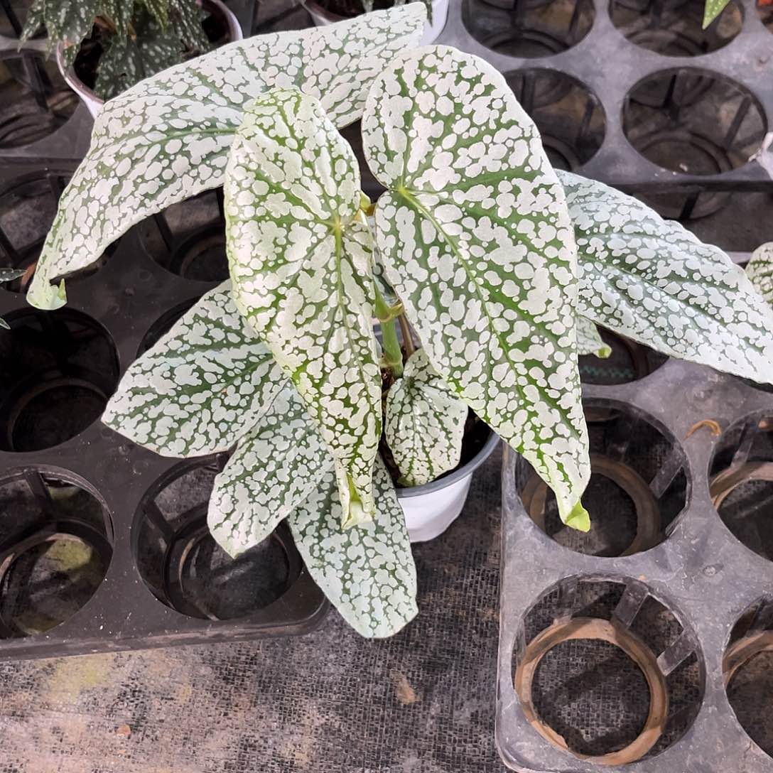 不开花植物梨花山西