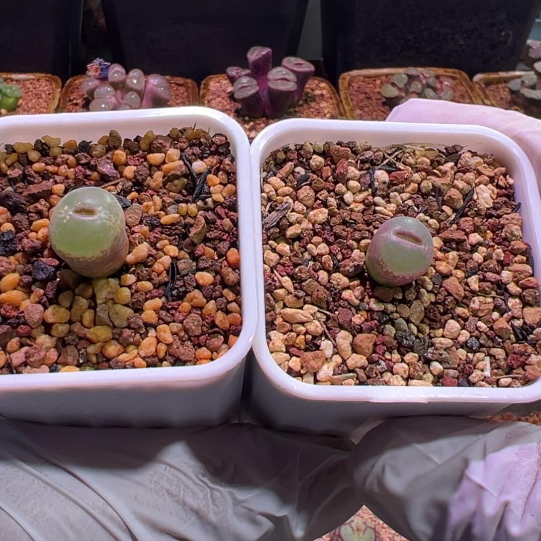 0318，两棵纽扣粉女，肉锥植物