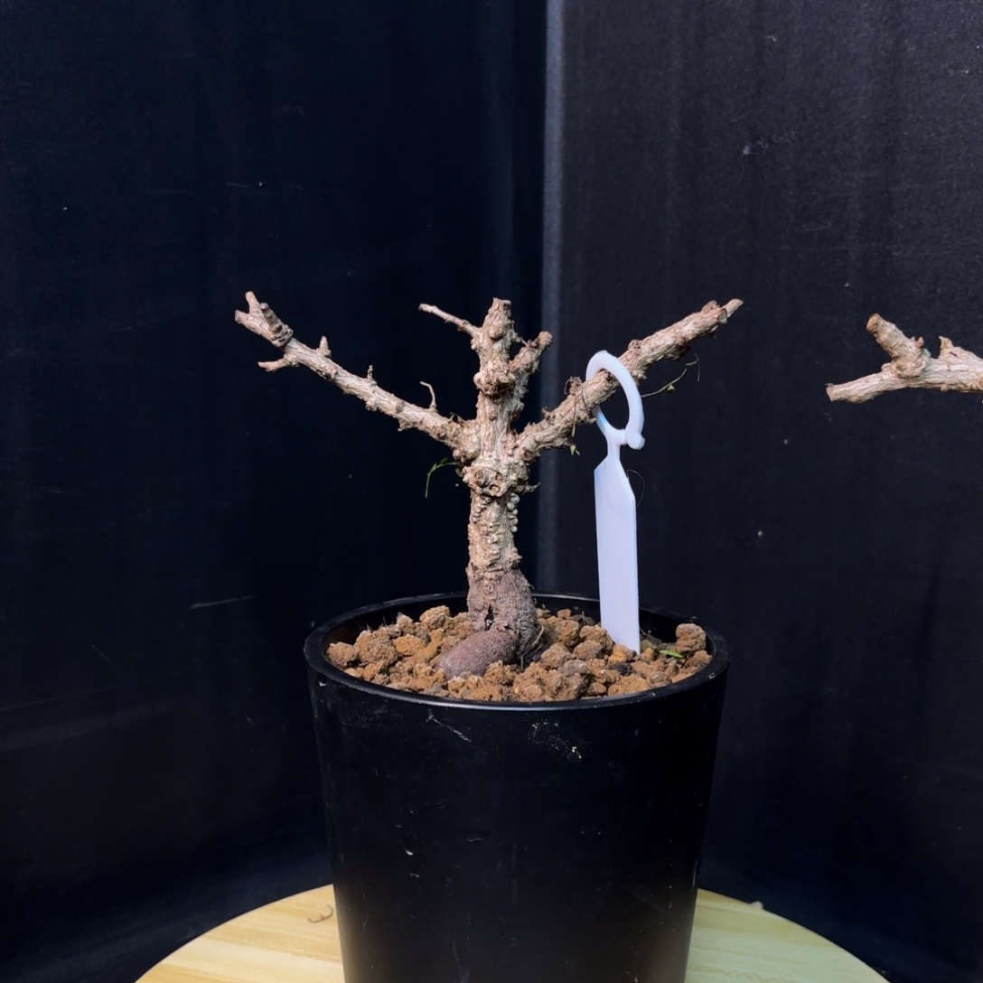 象足漆树带盆发货