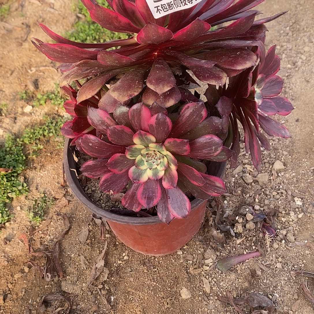 662烟花多肉老桩