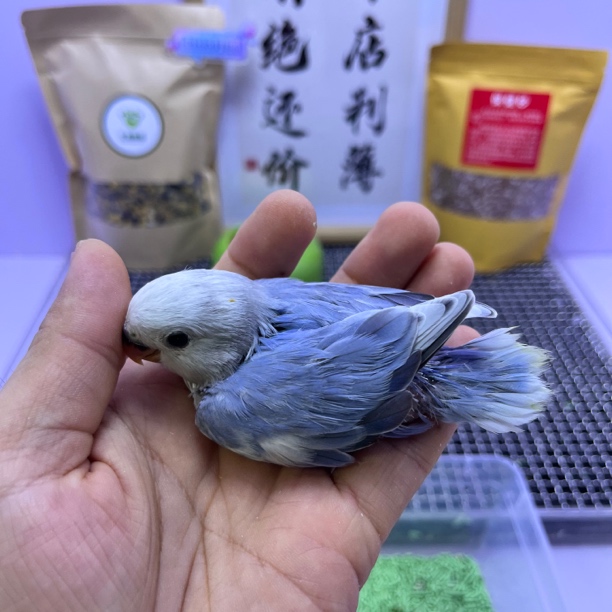 特价微咬毛紫闪派公H82581-牡丹鹦鹉