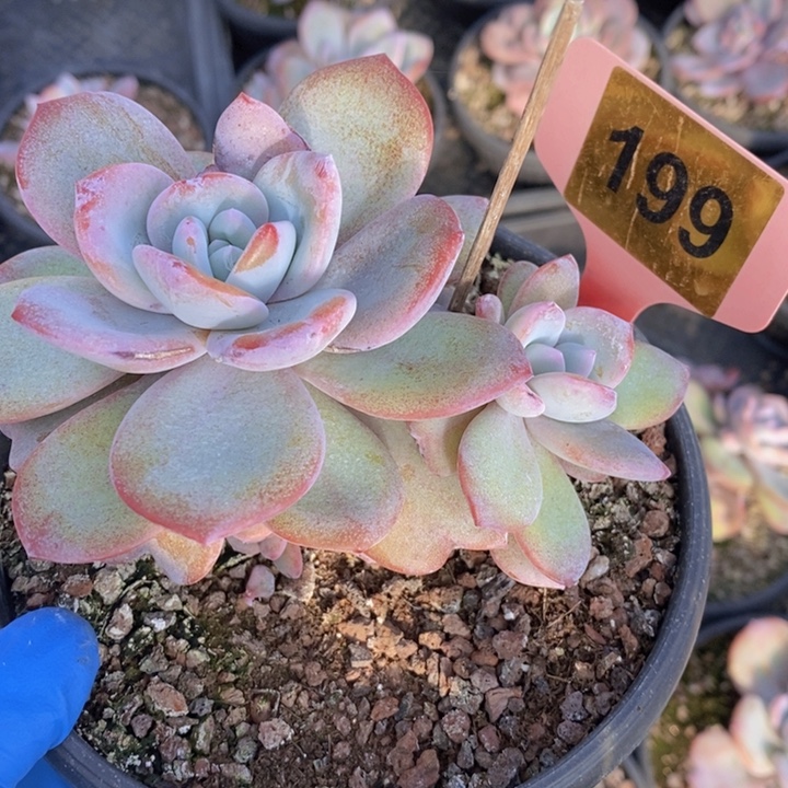 丫***啦199奶茶瑕疵111111