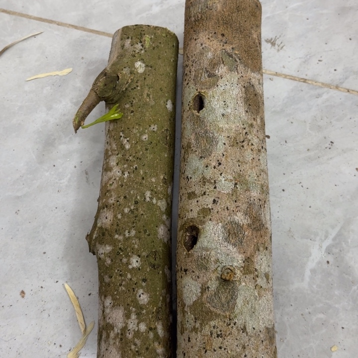 木糖结原木发一份