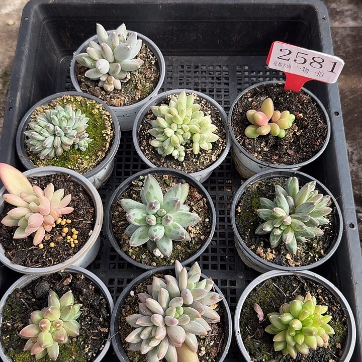 2581多肉植物一物一拍