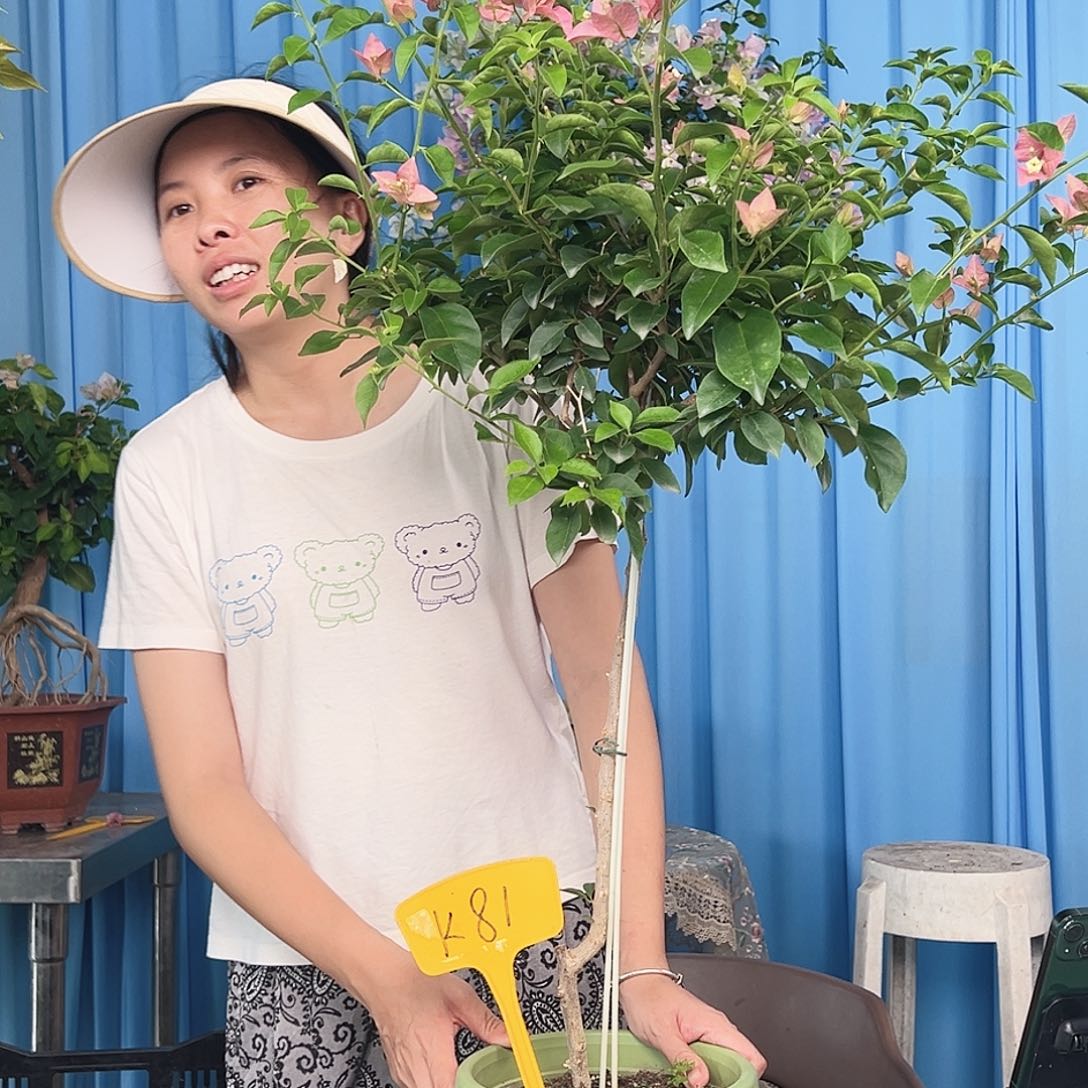 舒***r当前无花栽培后可以开花K81卡亚塔