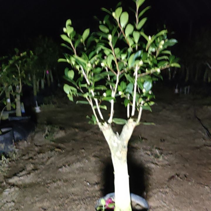 大部分花苞少量开放美兰嫁接苗