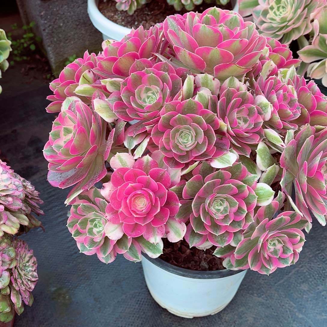 法师多肉漂亮漂亮