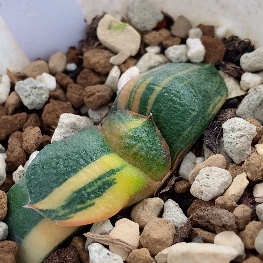 779卧牛实生锦带盆发货