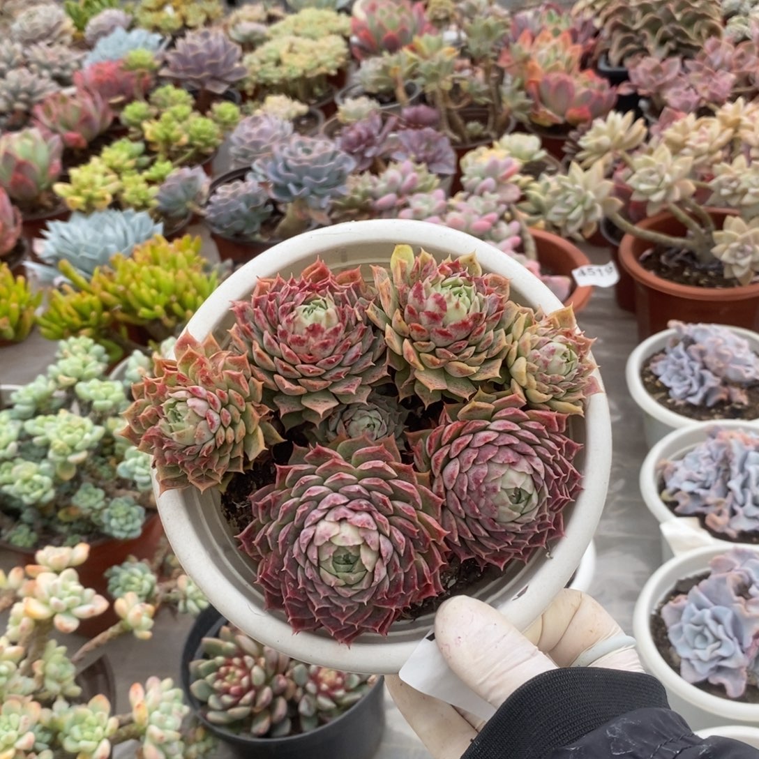 225朱砂痣一物一拍