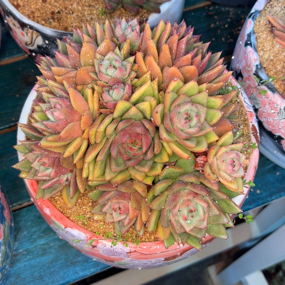 多肉一物一拍编号0208-9999