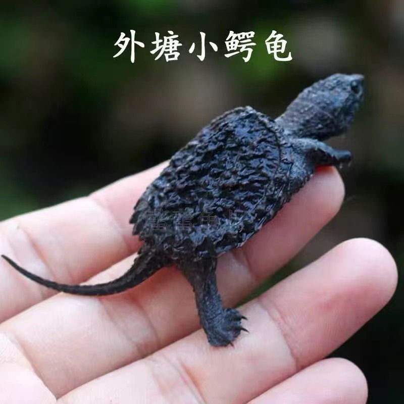 北美小鳄苗，直播链接