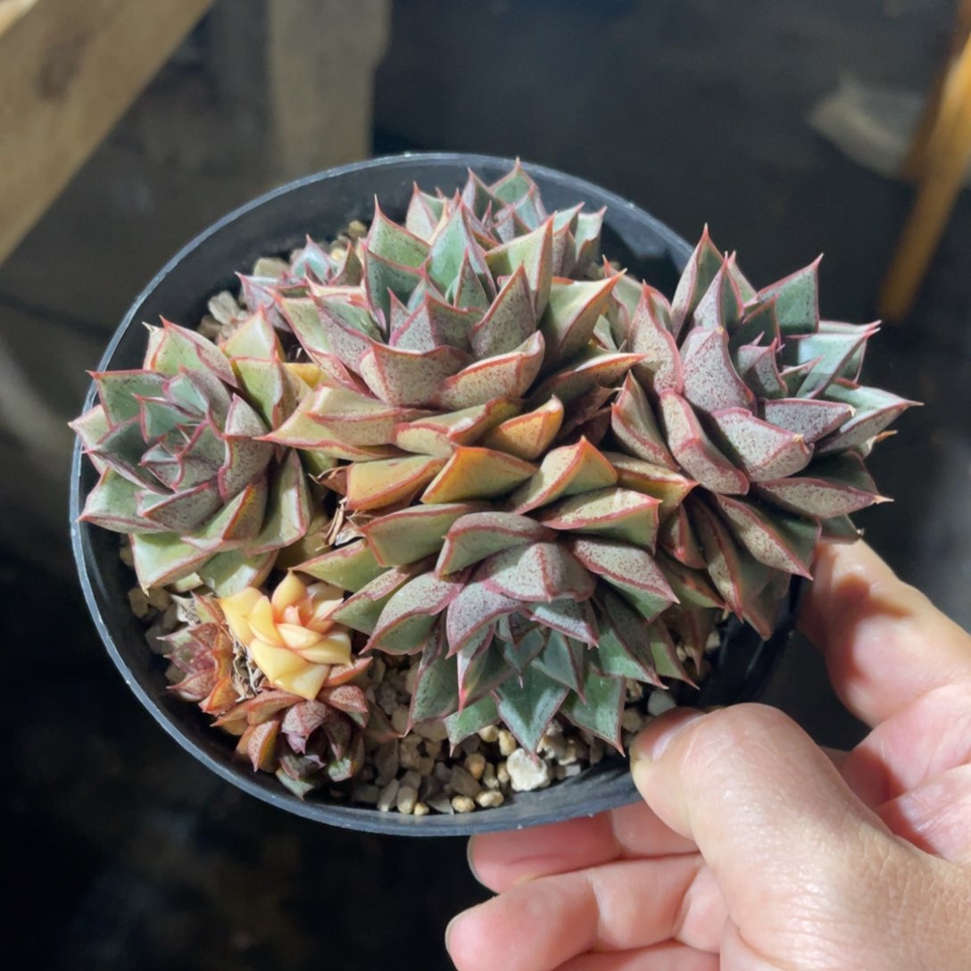 一物一拍不支持退换