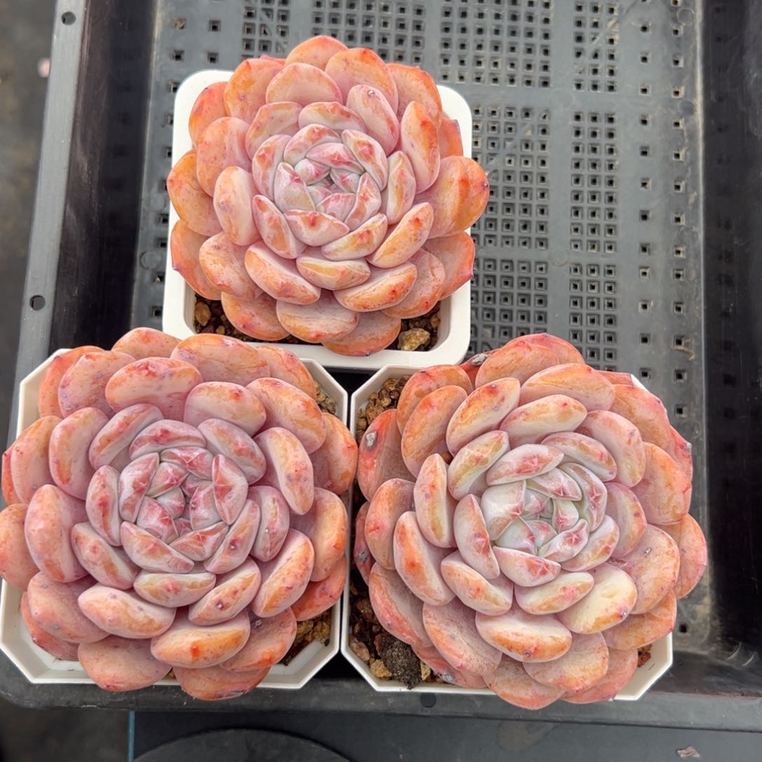 三个三个星影单头10厘米左右0000000