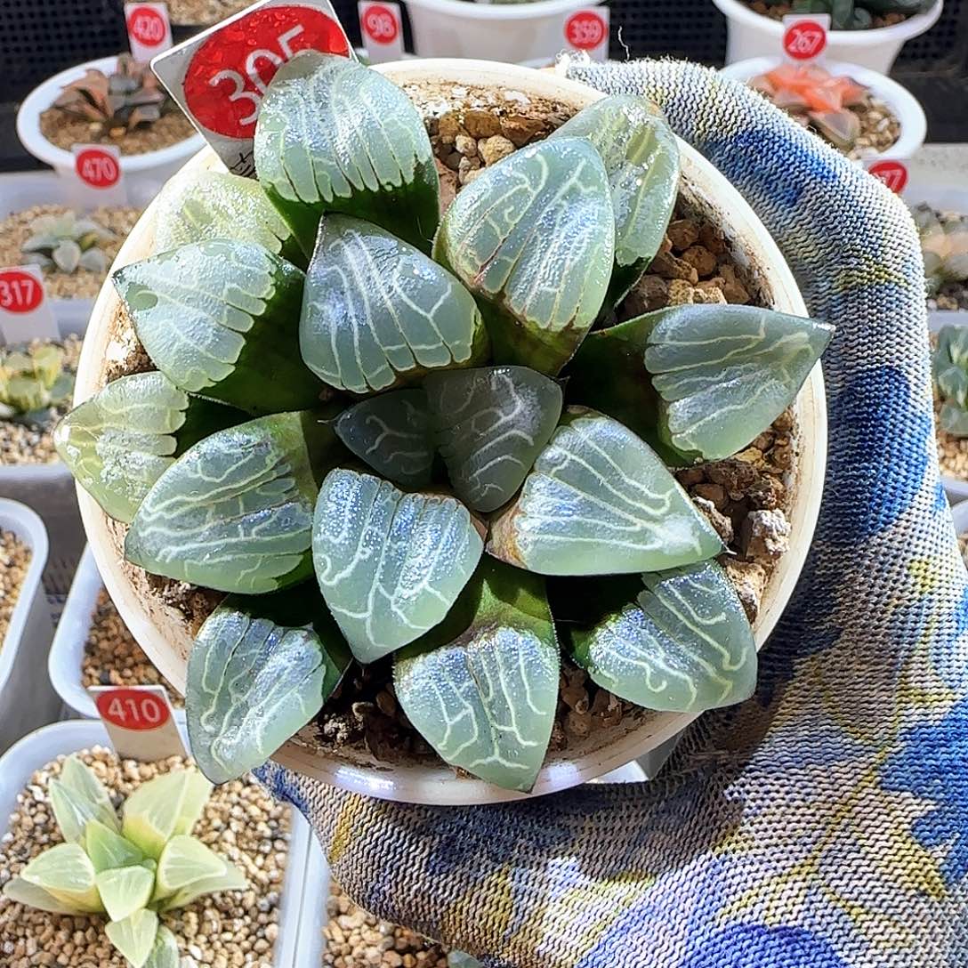 305云窗朱庇特 9 厘米左右一物一拍带盆发货