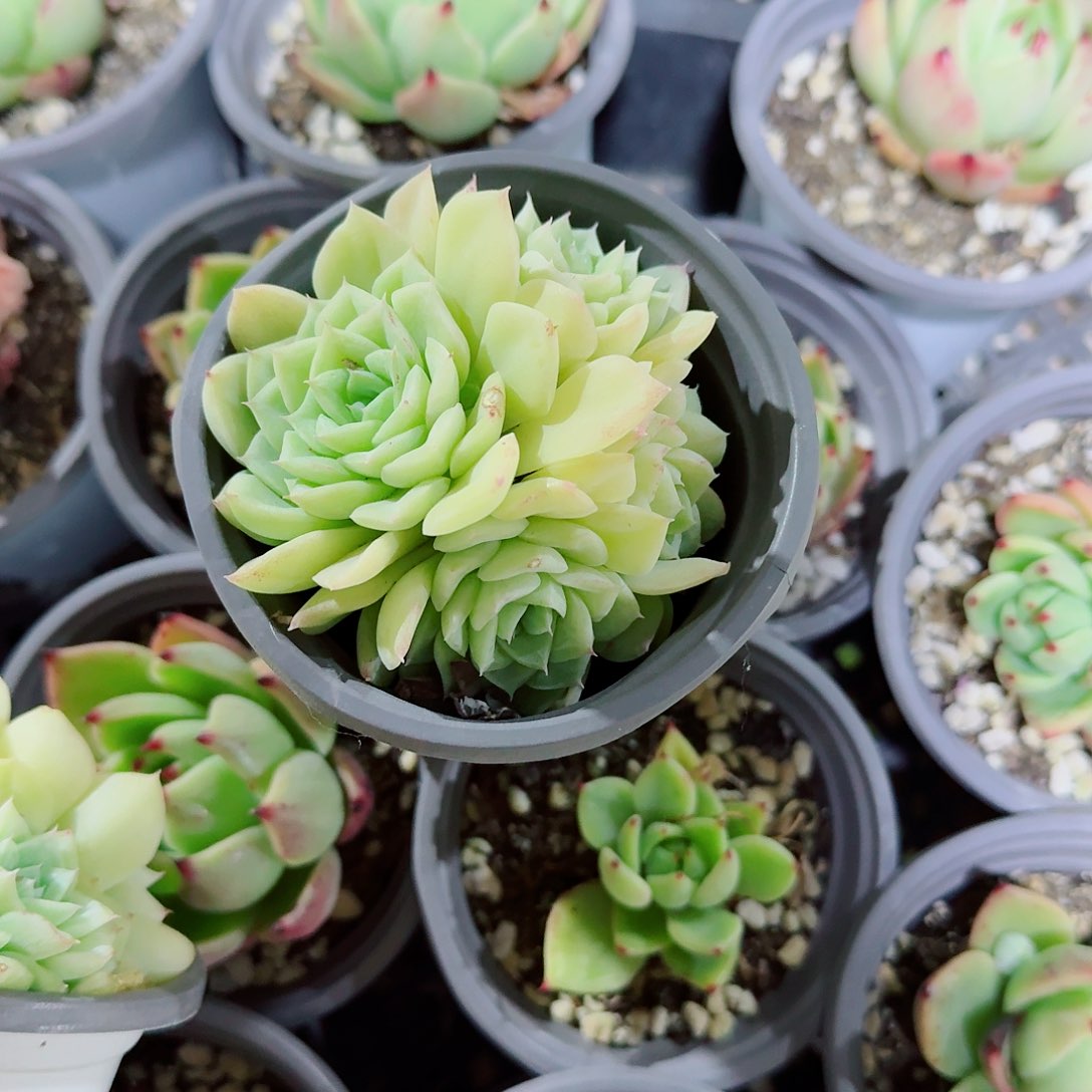 白天鹅多肉植物精品