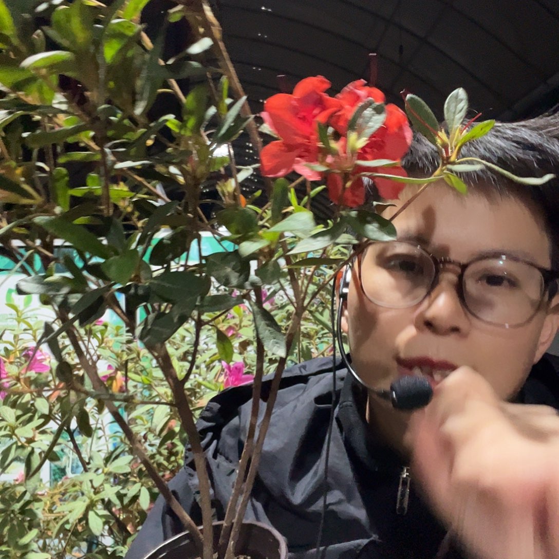 不***月完全开放余烬杜鹃小苗