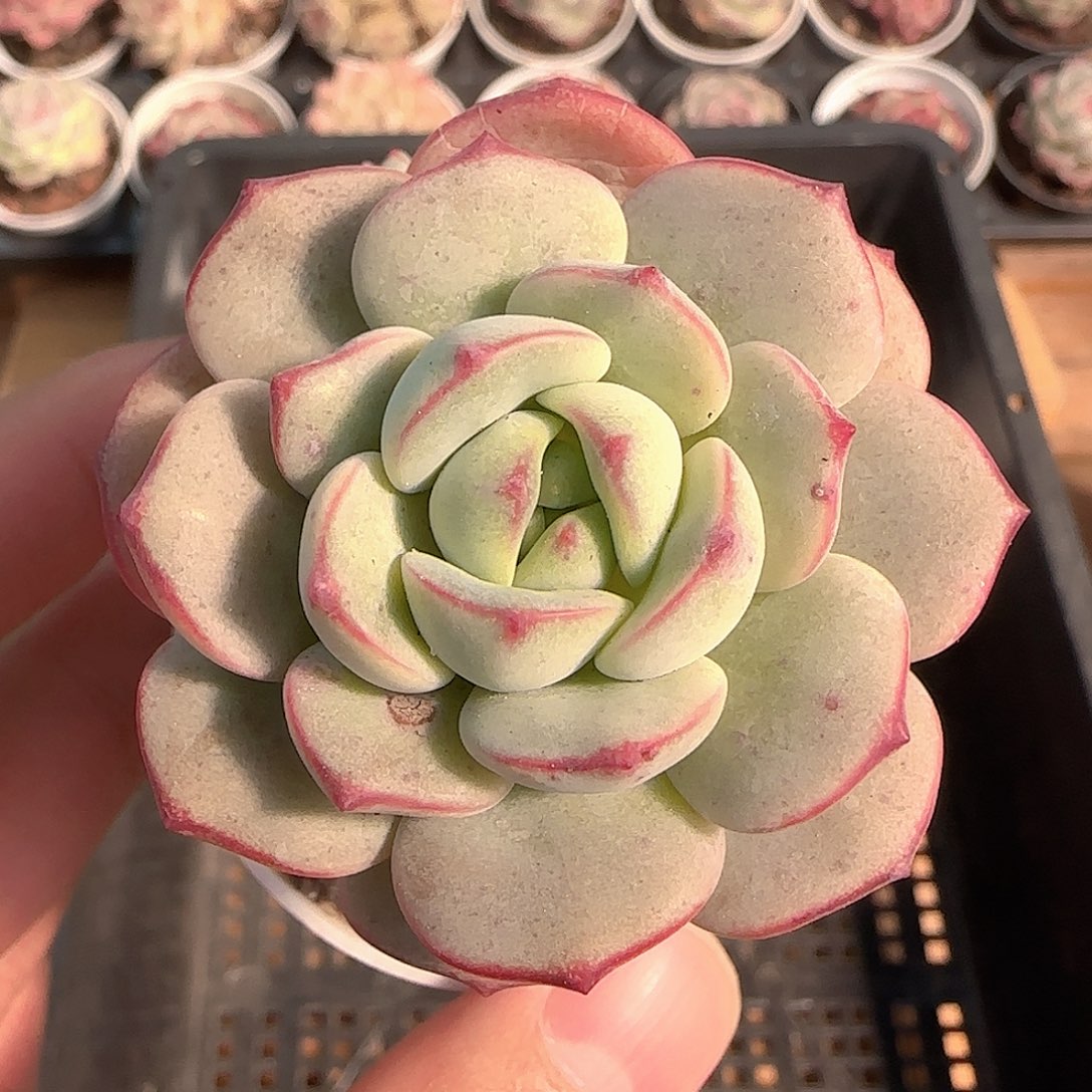 多肉1205-360香草小老桩