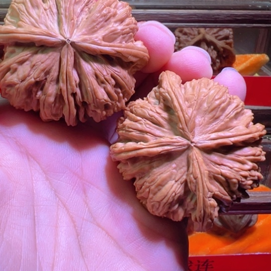 白狮子X战警球连51.5边