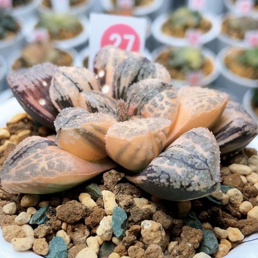 【闪购商品】摩多锦27