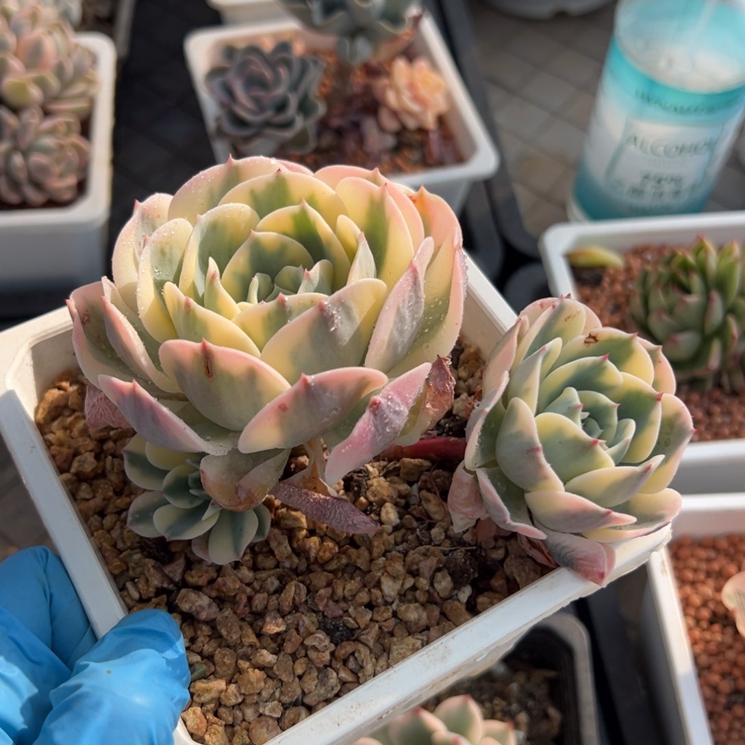 玉蝶锦，覆轮锦三头