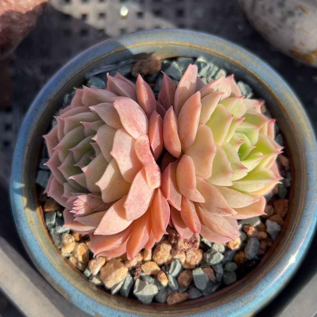 昂斯洛精控多肉一物一拍