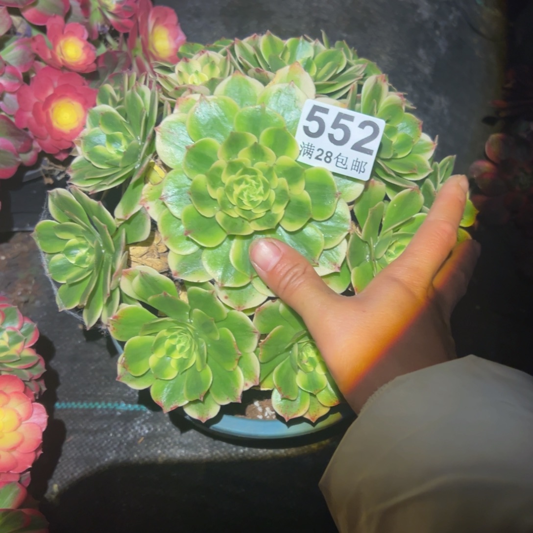 多肉植物552脱土的