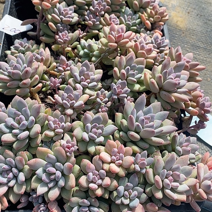 200 多肉植物盆栽花卉